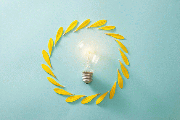 گربه اسکاتیش فولد: همه چیز درباره این نژاد محبوب